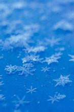 溺宠草包嫡女腹黑小兽妃