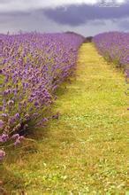 重生神雕之杨过十倍天赋