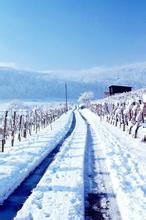 位面源代码 不啃菠萝皮