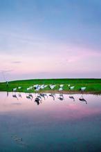 冷情女皇霸宠后宫