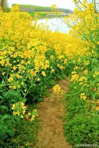 都化总虚烛文集