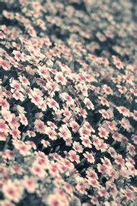 洞庭一扁舟文集