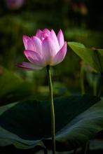 超级快递员苏玄